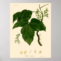 Vintage Victorian Era Poison Ivy Botanical Art