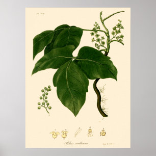 Vintage Victorian Era Poison Ivy Botanical Art Poster