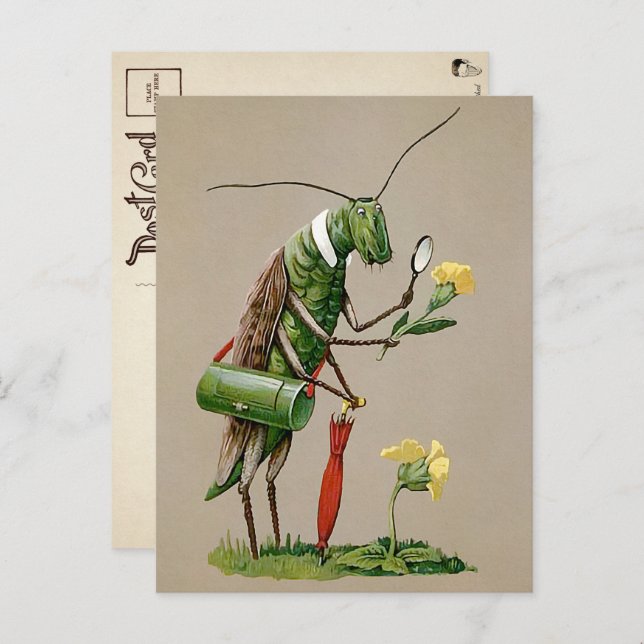 Vintage Victorian Grasshopper Postcard (Front/Back)