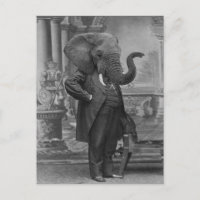 Vintage Victorian Man in Suit with Elephant Head