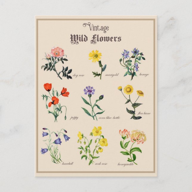Vintage Victorian Wild Flower Floral Postcard (Front)