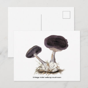 Vintage  violet webcap mushroom illustration postcard