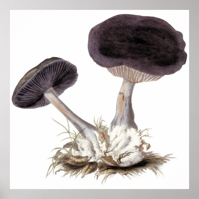 Vintage  violet webcap mushroom illustration poster (Front)