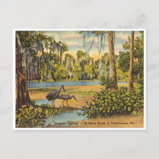 Vintage Wakulla Springs Florida Postcard (Front)