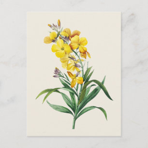Vintage Wallflower Botanical Illustration Postcard