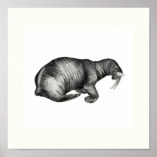 Vintage Walrus Drawing Design Image Sketch Poster