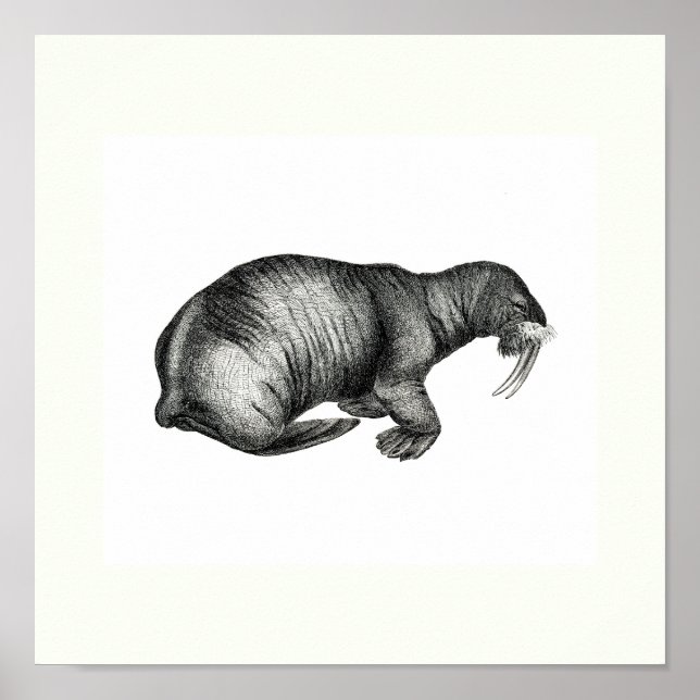 Vintage Walrus Drawing Design Image Sketch Poster (Front)