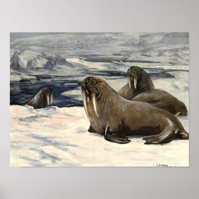 Vintage Walruses by CE Swan Poster (Front)