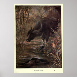 Vintage Water Buffalo Painting (1909) Poster