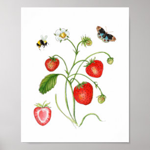 Vintage Watercolor Strawberry botanical Poster