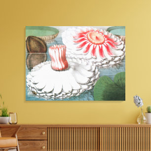 Vintage Waterlily Flowers, Waterlilies in a Pond Canvas Print