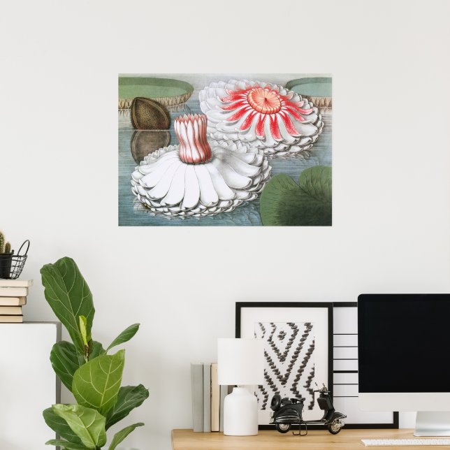 Vintage Waterlily Flowers, Waterlilies in a Pond Poster (Home Office)