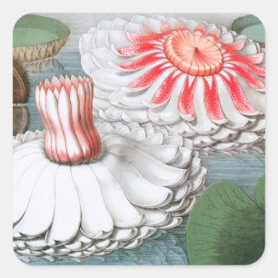 Vintage Waterlily Flowers, Waterlilies in a Pond Square Sticker
