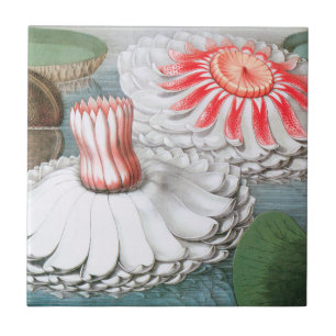 Vintage Waterlily Flowers, Waterlilies in a Pond Tile