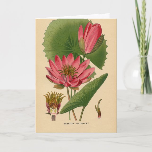 Vintage Waterlily, German Birthday Card (Front)