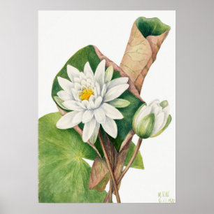 Vintage WaterLily Illustration Poster
