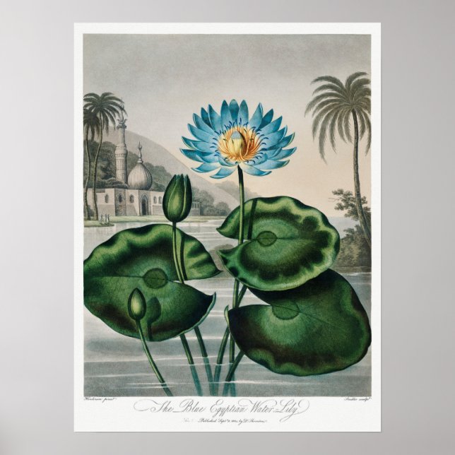 Vintage WaterLily Illustration Poster (Front)