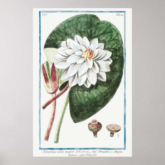 Vintage WaterLily Illustration Poster (Front)