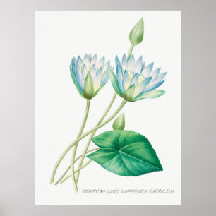 Vintage WaterLily Illustration Poster