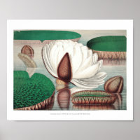 Vintage WaterLily Illustration