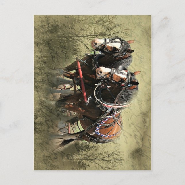 Vintage Weathered Clydesdale Postcard (Front)