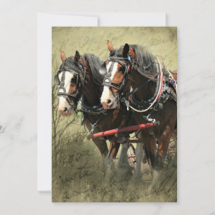 Vintage Weathered Clydesdale Postcard