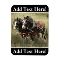 Vintage Weathered Clydesdale Postcard