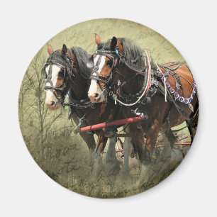 Vintage Weathered Clydesdale Postcard Magnet