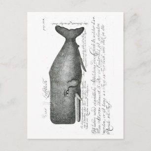 Vintage Whale Design Postcard