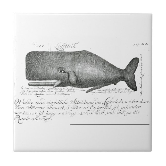 Vintage Whale Design Tile (Front)