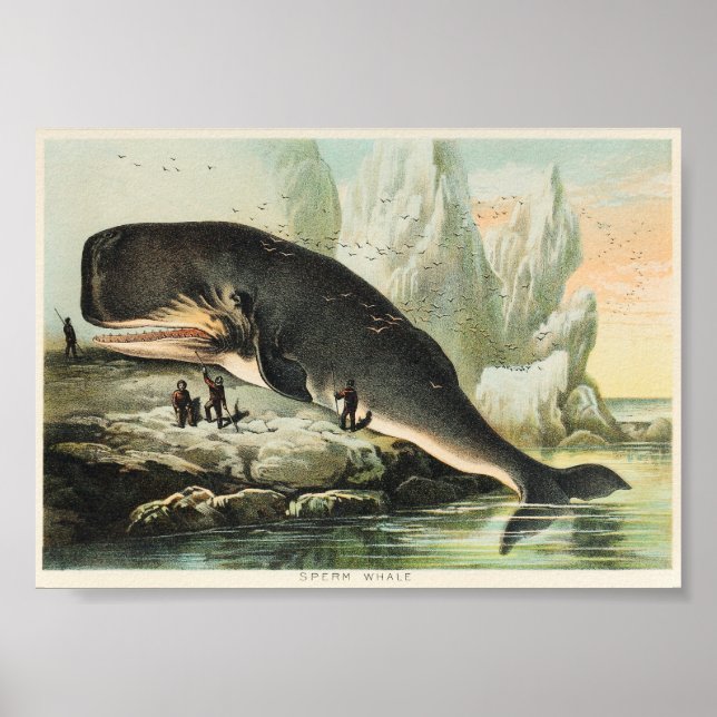 Vintage Whale Illustration Poster (Front)