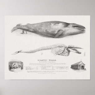 Vintage Whale Illustration Poster