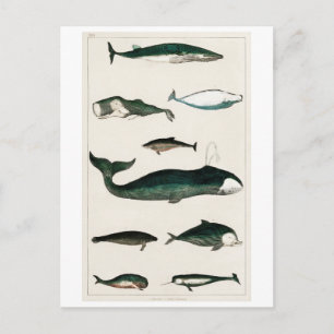 VINTAGE WHALES CHART POSTCARD