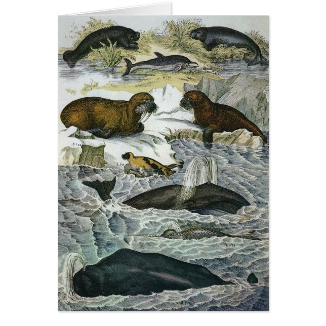 Vintage Whales, Seals and Walruses, Marine Animals (Front)