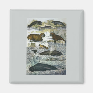 Vintage Whales, Seals and Walruses, Marine Animals Magnet
