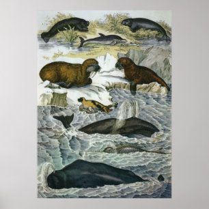 Vintage Whales, Seals and Walruses, Marine Animals Poster
