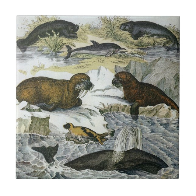 Vintage Whales, Seals and Walruses, Marine Animals Tile (Front)