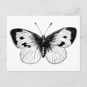 Vintage White Cabbage Butterfly Illustration Postcard