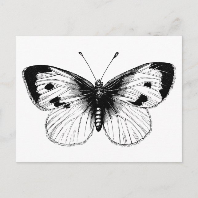 Vintage White Cabbage Butterfly Illustration Postcard (Front)