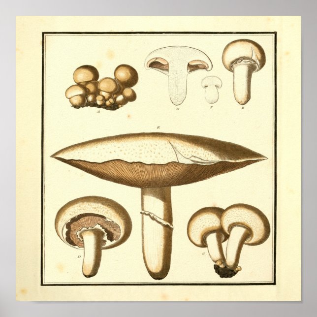 Vintage White Cap Mushrooms Art Print (Front)