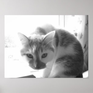 Vintage White Cat Poster