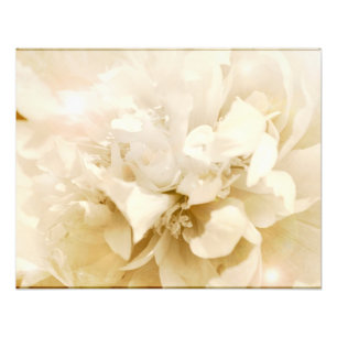 Vintage White Dahlia Flower Floral Photo