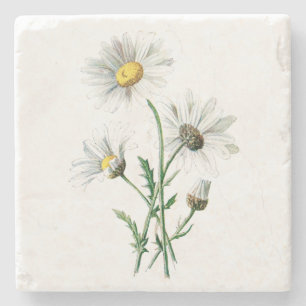 Vintage White Daisy Flower Illustration Floral Stone Coaster
