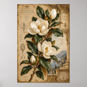 Vintage White Magnolia Botanical Wall Art