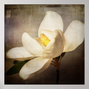 Vintage White Magnolia Tree Flower Brown Parchment Poster