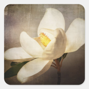 Vintage White Magnolia Tree Flower Brown Parchment Square Sticker