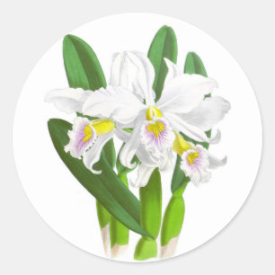 Vintage White Orchid Flower_GC - Sticker