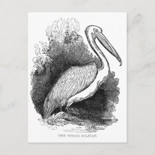 Vintage White Pelican Postcard