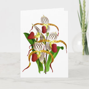 Vintage White Red Orchid Flower Card