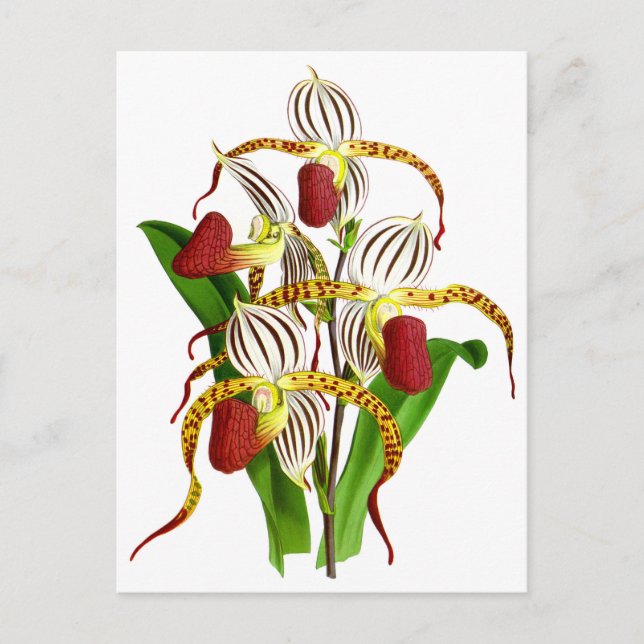 Vintage White Red Orchid Flower Postcard (Front)